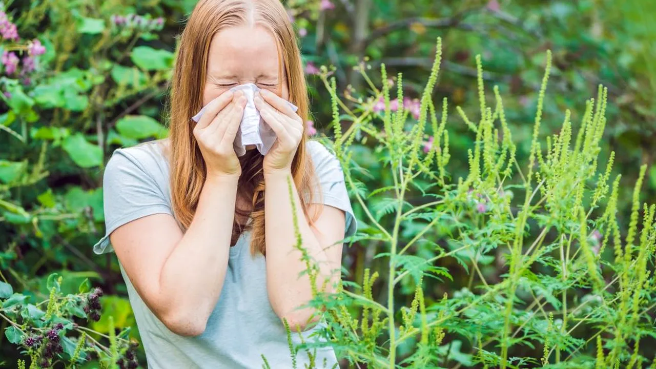 Cresc amenzile pentru proprietarii de terenuri! Ce sumă ar putea plăti cine nu-și distruge ambrozia de pe proprietate