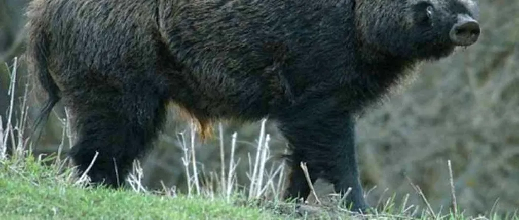 Pesta porcină, confirmată pe un fond de vânătoare din Hunedoara. Patru mistreți au murit