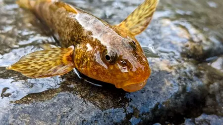 Peștele UNIC în lume care se găsește în România. Ar fi fost contemporan cu ultimii dinozauri care au umblat pe suprafața Pământului