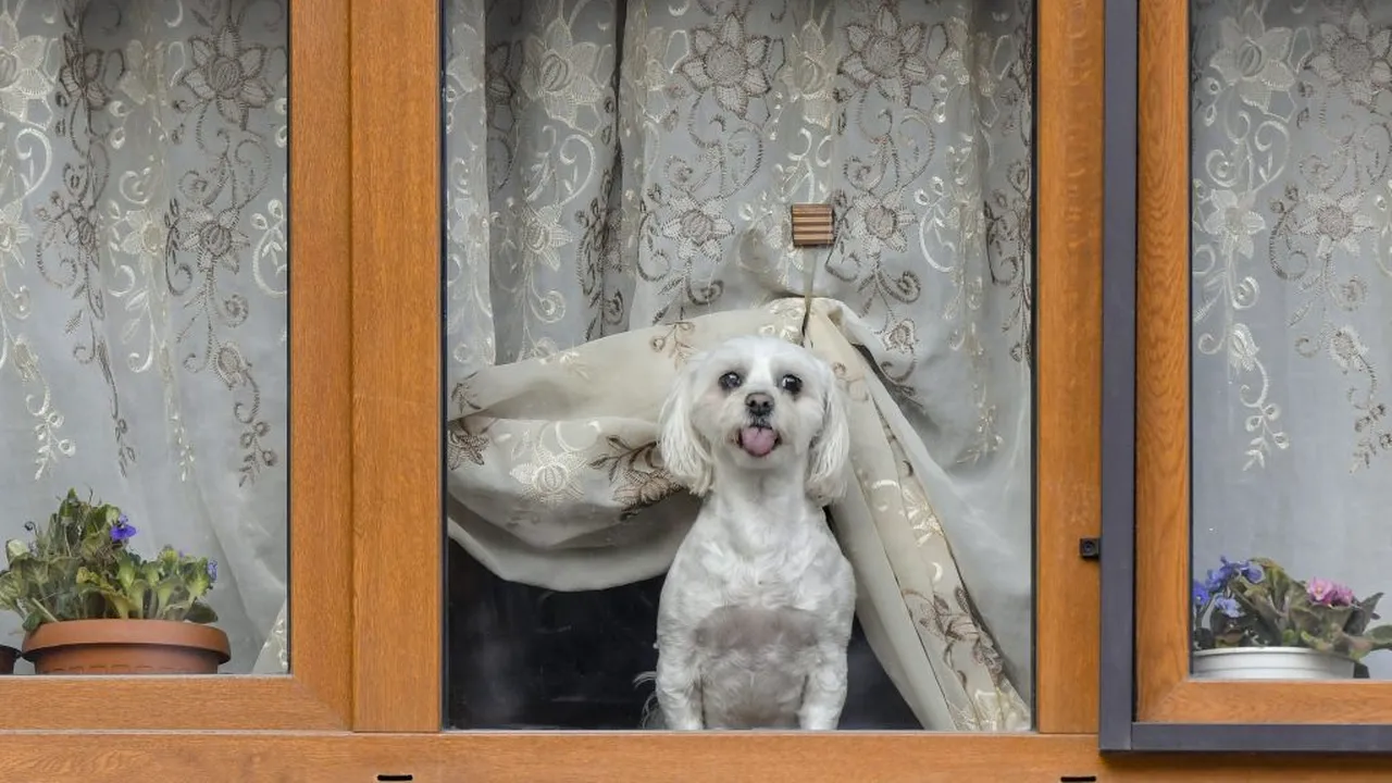 COVID-19. Cum dezinfectăm animalele de companie după plimbare? Recomandările OFICIALE ale Colegiului Medicilor Veterinari din România