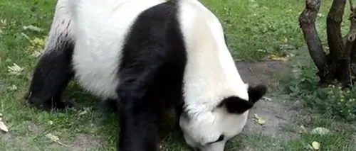VIDEO - Bao Bao, unul din cei mai bătrâni panda uriași din lume, a murit
