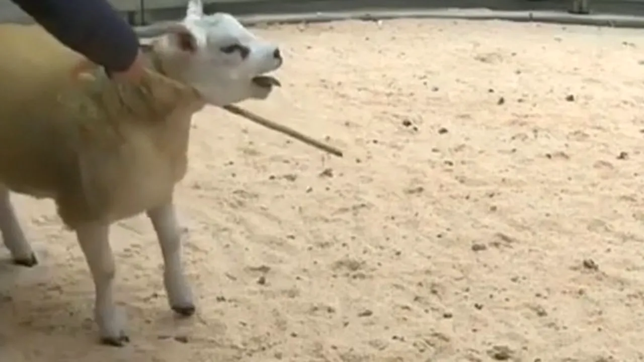 Licitație pentru cel mai scump berbec din lume! De ce s-au bătut fermierii pe el și cât a costat