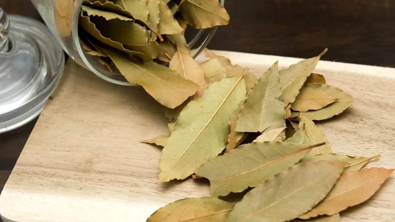 Motivul pentru care tot mai mulți oameni pun o frunză de dafin în carcasa telefonului. TRUCUL a devenit viral