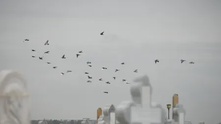 Ce a scris o bătrână pe mormântul fiului. Femeia, obligată să plătească daune nurorii sale

