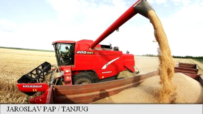 Egiptul cumpără 120.000 de tone de grâu din România. Ce sumă va încasa țara noastră