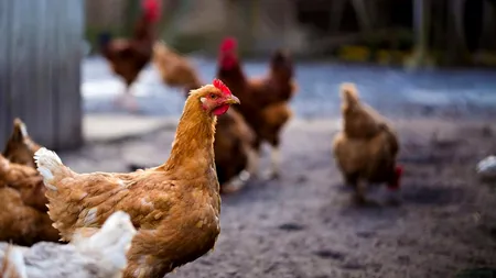 O localitate dintr-o țară în care trăiesc peste un milion de români, invadată de GĂINI. Localnicii sunt disperați: Fac mult zgomot și atrag șobolani