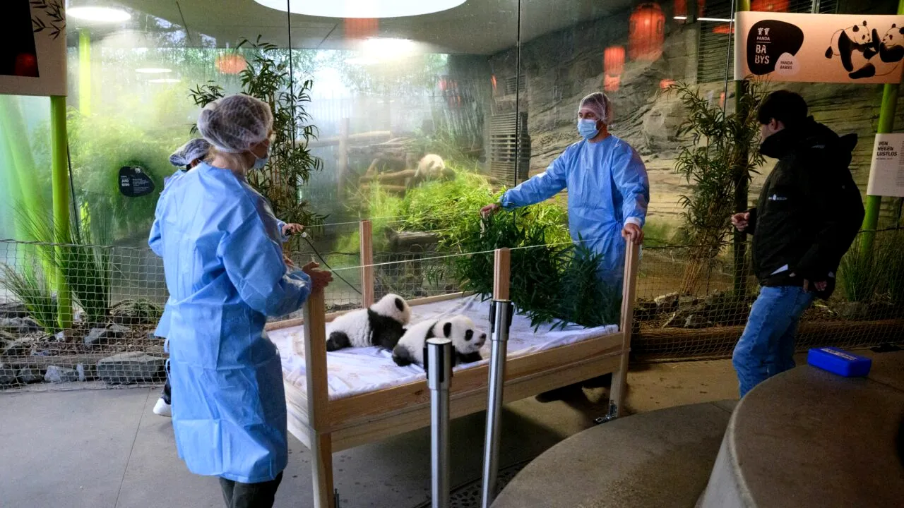 Grădina Zoologică din BERLIN a botezat doi ursuleți PANDA. Ce nume au primit micuții