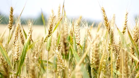 CEREALE. Fermierilor le-a fost frică să cultive aceleași suprafețe. Seceta din 2020 a redus producția de grâu cu 40%