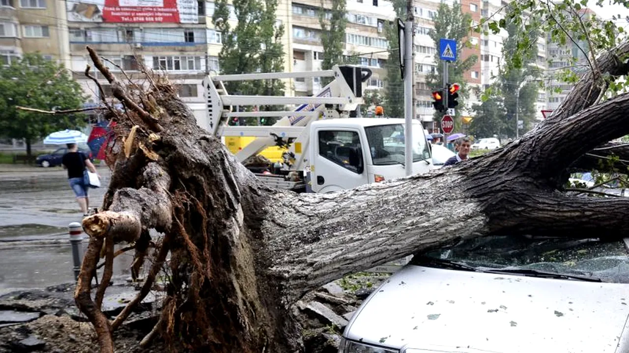 Un copac a căzut peste opt mașini pe Șoseaua Ștefan cel Mare din Capitală. Propietarii mașinilor fac plângere penală