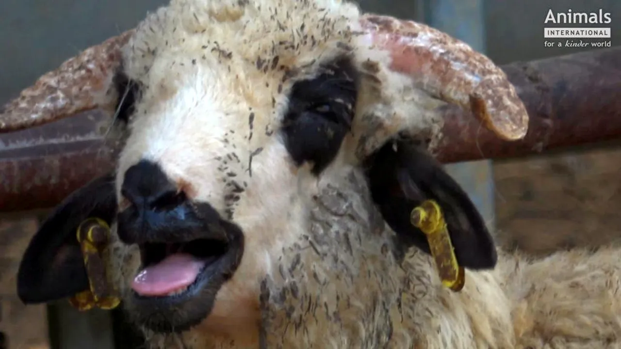 EFECTELE #CORONAVIRUS. „Europa este în șoc și haos din cauza crizei Covid-19. Exportul cu animale vii trebuie suspendat”