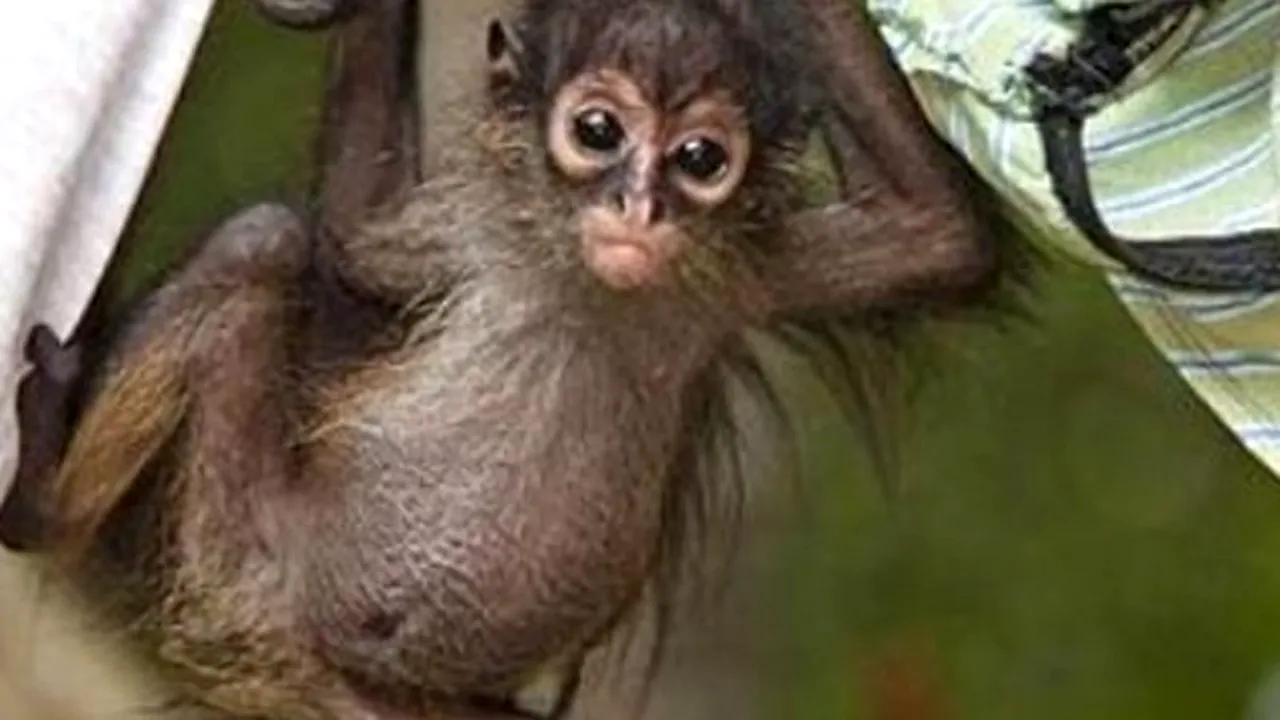 Imaginea de o mie de LIKE-uri