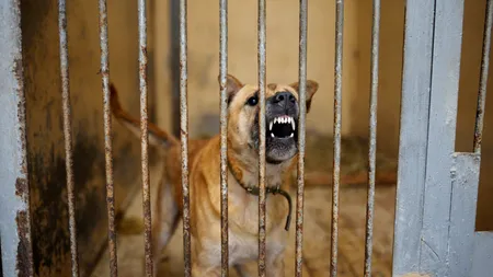 PMB: ASPA a sterilizat 2.000 de câini în 2021 și 2022. O nouă campanie începe în weekend