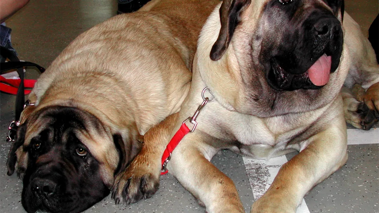 Două adolescente din Tulcea, atacate de un câine din rasa Mastiff. Proprietarul a fugit de la fața locului