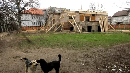 Lumânări aprinse în fața Primăriei Timișoara pentru maidanezii care vor fi eutanasiați