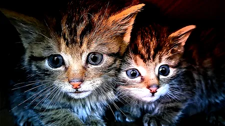 Peste ce au dat doi bucureșteni care au crezut că salvează câțiva PISOI, la poalele Făgărașilor