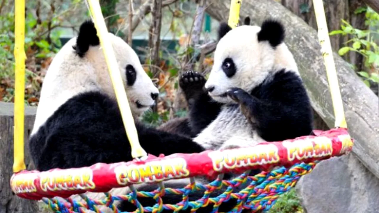 GALERIE FOTO. Un pui de panda nu suportă să stea departe de mama lui