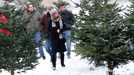 De ce brazii de Crăciun aduși din import miros diferit de cei românești