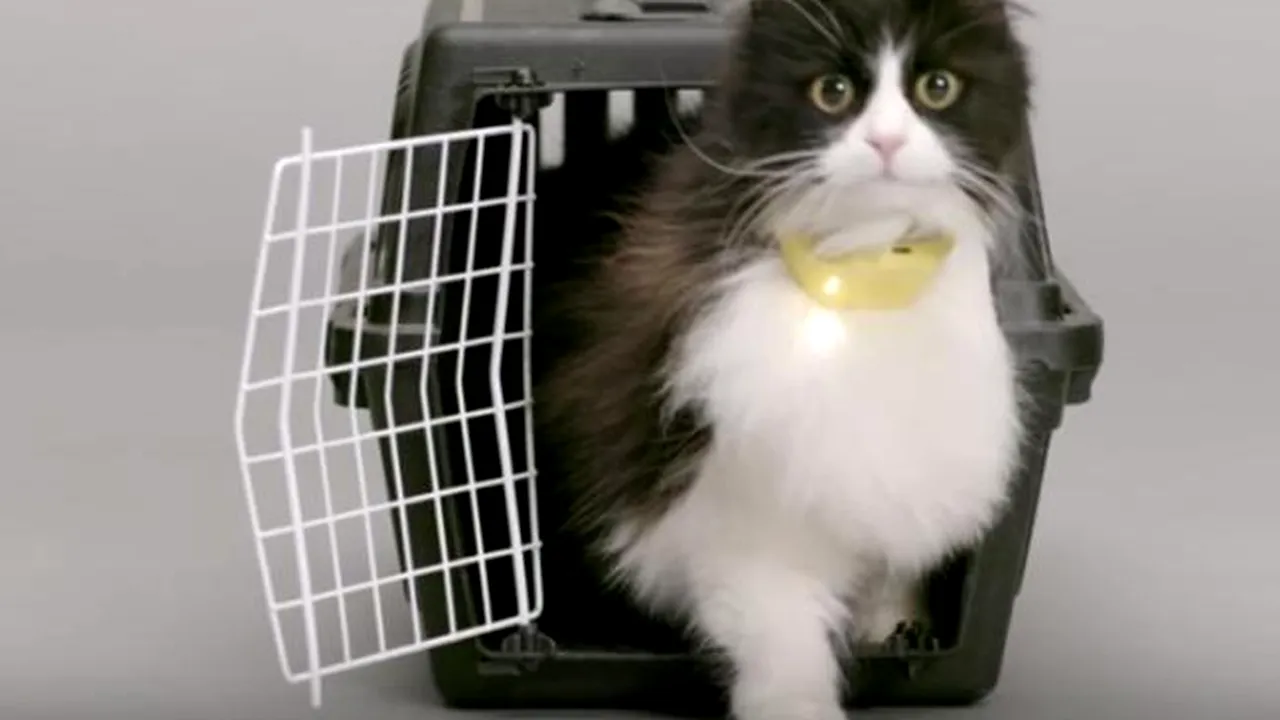 Zgarda care traduce mieunatul pisicilor