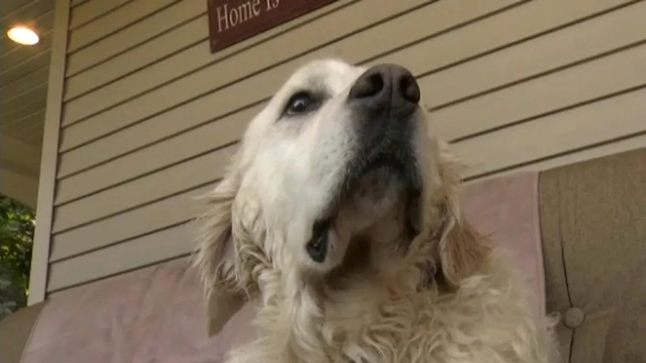 Un câine a devenit erou în America. Storm a fost implicat într-o amplă operațiune de salvare