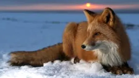 O vulpe a înghețat de vie într-un lac din Suedia. Imagini cu un puternic impact emoțional