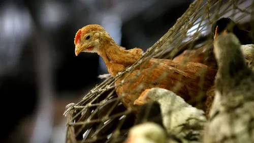 ANSVSA controlează fermele de păsări, după o alertă de gripă aviară în mai multe țări europene