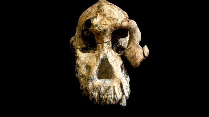 Un craniu vechi de 3,8 milioane de ani ar putea schimba complet istoria evoluției omului