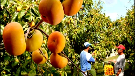 O economie din America de Sud, plasată în categoria „junk