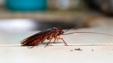 Imagini greu de digerat! O tânără din București a găsit un gândac imens în pâine. E o libarcă neagră, din aceea care vine de pe țevi...