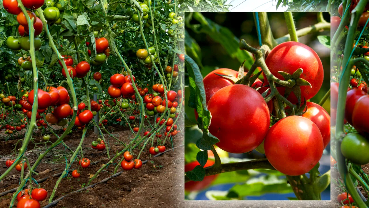 Roșiile din Olt au ajuns produs de lux: cât costă acum și de ce fermierii cer prețuri record
