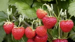 SECRETUL fermierilor spanioli pentru a obține căpșuni mari și gustoase. Ce trebuie să adaugi în sol pentru a avea o recoltă bogată
