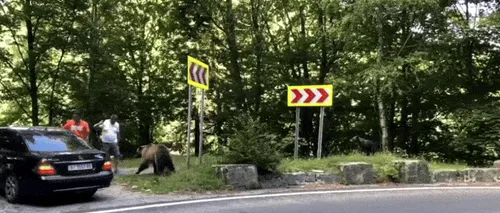 Reacţia unei tinere din România când un urs i-a ieşit în cale: „Nu am urlat, nu am făcut gesturi bruște”