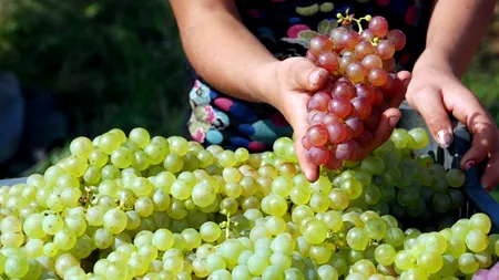 Sute de bistrițeni umplu săptămânal autocarele cu destinația Spania, la cules de struguri: Poți să faci și 50 de euro pe zi