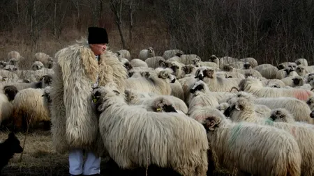 Mașină lovită cu parul de un cioban în Teleorman, pentru că nu a oprit ca să traverseze oile