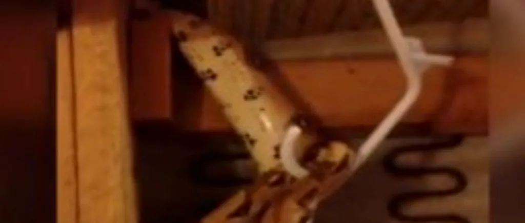 O femeie din Michigan a găsit un șarpe într-o canapea pe care o luase de pe stradă cu două luni înainte