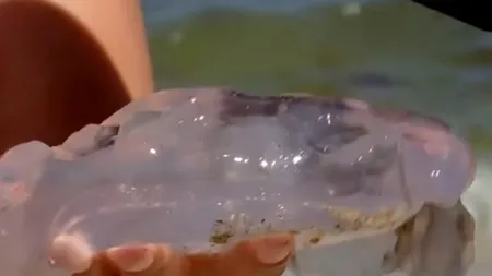 Invazie de meduze albastre pe litoralul românesc. Plajele sunt acoperite de la Sulina până la Vama Veche