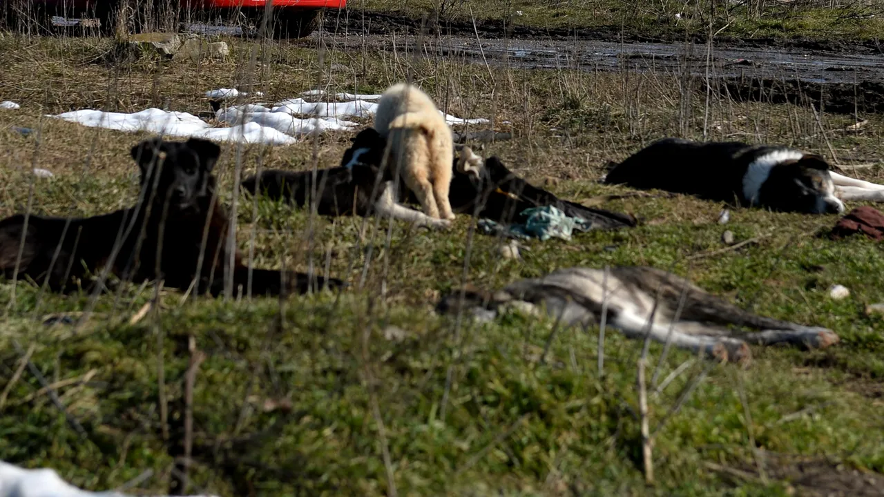 Bărbat de 88 de ani, mușcat de câini maidanezi pe o stradă din Reșița. Bătrânul a ajuns, cu răni grave, la Spitalul Județean din Timișoara