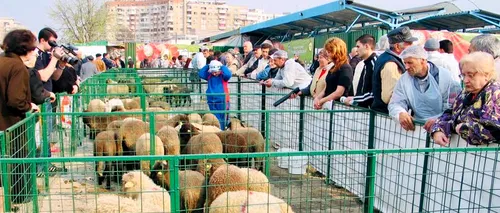 EXCLUSIV GÂNDUL FINANCIAR: Horia Andreșoi, cel mai mare oier din România: Carnea de miel se vinde cu 14 - 15 lei/kg “în viu”. La cât estimează retailerii prețul final în magazine