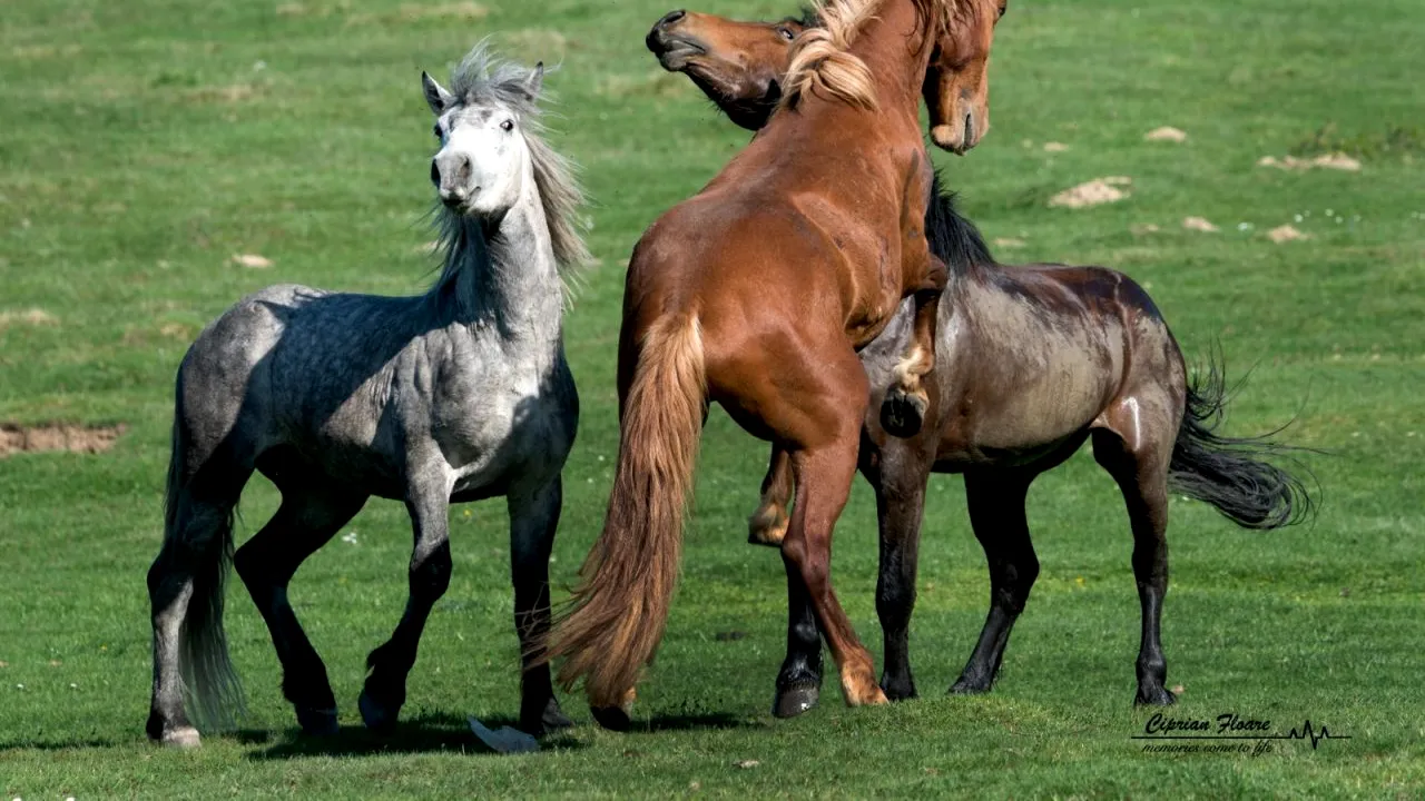 De ce vrea primarul din Anina să scoată la licitație caii sălbatici pe care îi prinde pe câmp