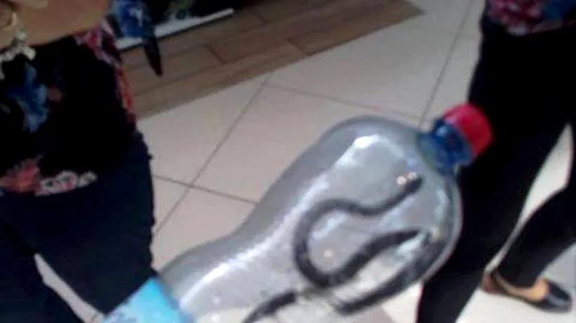 Panică în mall-ul din Târgu-Jiu: Un șarpe a fost descoperit de clienți - FOTO