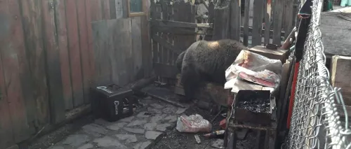 O fetiță din Mureș, zgâriată de urs în grădina casei sale. Animalul a fost tranchilizat