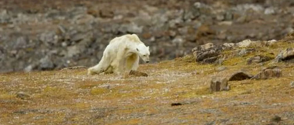 Imaginile sfâșietoare în care un urs polar moare de foame explică adevăratul impact al încălzirii globale. VIDEO