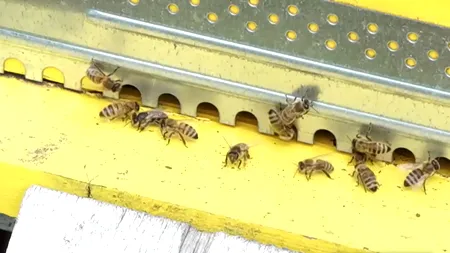 Cum este obținută și ce conține MIEREA ALBASTRĂ. „Blue Honey”, care a cucerit piața internațională, are multiple beneficii pentru sănătate