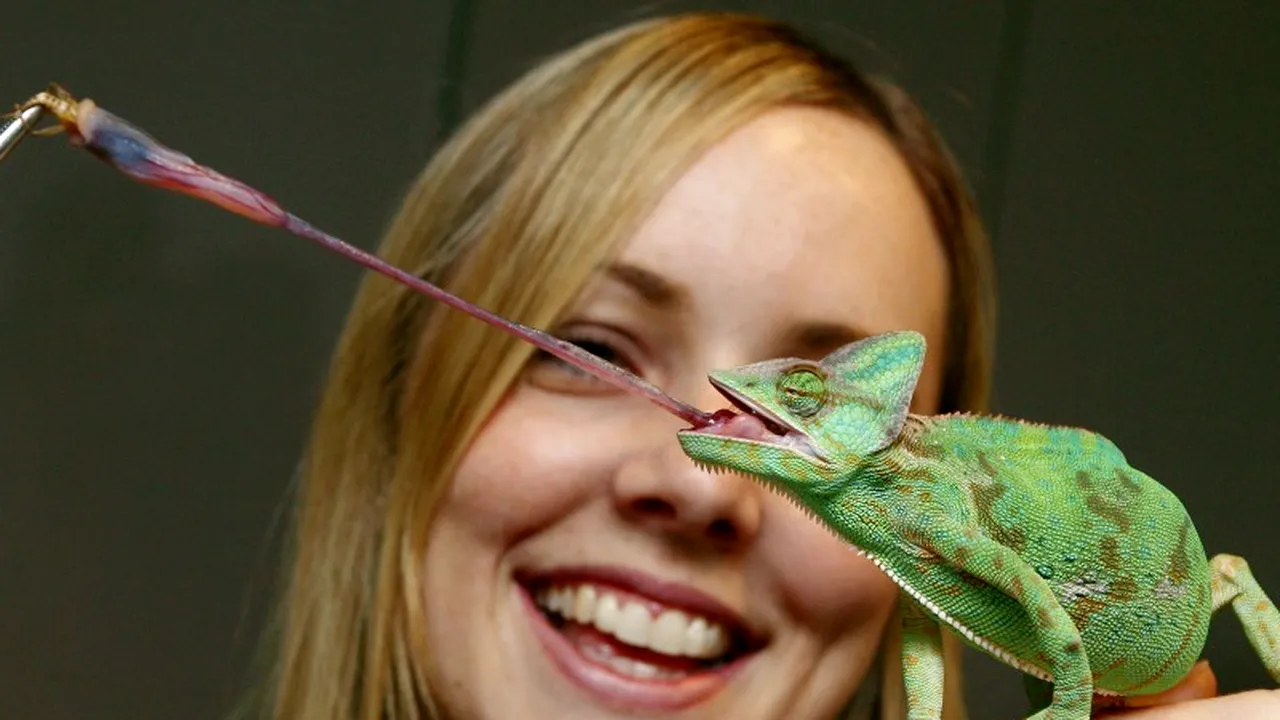 Cum își schimbă cameleonii culoarea pielii?