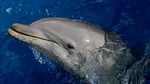 WSJ: Iranienii ar putea folosi delfini minați împotriva navelor americane din Strâmtoarea Ormuz