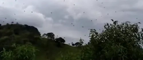 „PLOUĂ CU PĂIANJENI în Brazilia. EXPLICAȚIA specialiștilor: Aceste insecte NE AJUTĂ mai mult decât dăunează