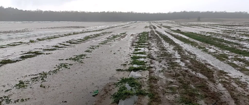 Dezastru în urma grindinei și ploilor torențiale din județul Dolj. Sute de hectare de pepeni, tutun și cartofi, calamitate!