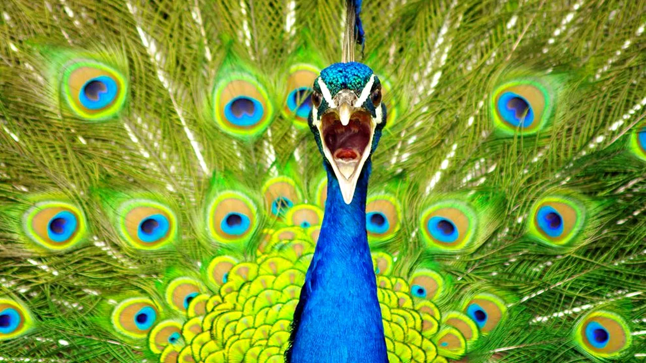 O picătură de ploaie în streașina lumii