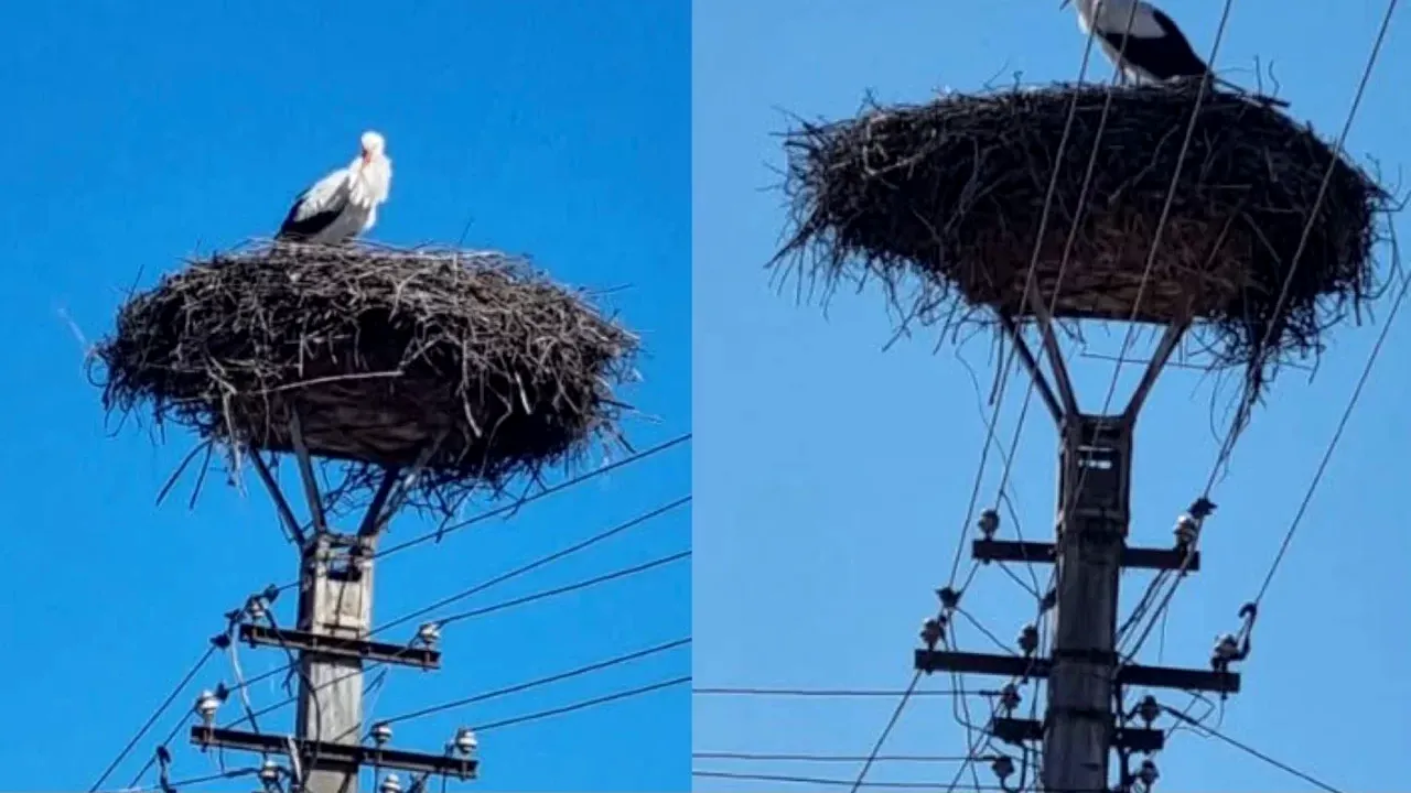 „Primăvara are semne bune”. Primele berze s-au întors deja în cuiburile din județul Brașov, iar în zilele următoare vor mai sosi și altele