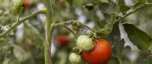 Ministerul AGRICULTURII: Tinerii fermieri au prins gustul Programului „Tomata”