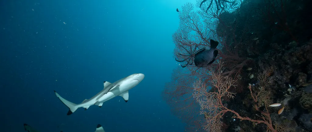 Shark Week, cu Jason Momoa, începe pe 24 iulie la Discovery Channel